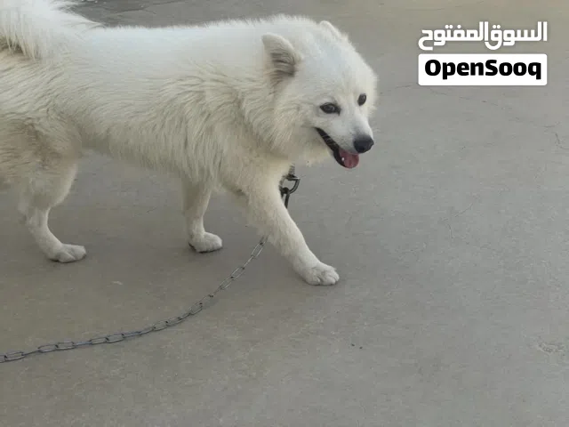 بمورينيو شبيتس