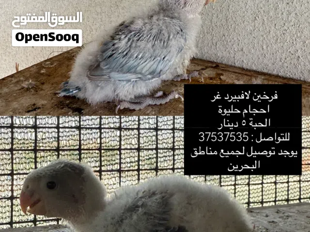 فرخين لافبيرد غر