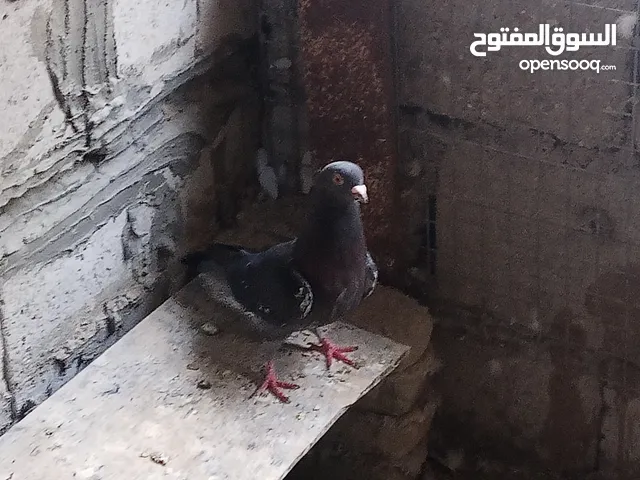 الجوري اسيلا