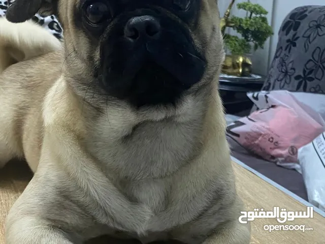 دكر بج اهالى مستورده مطعم