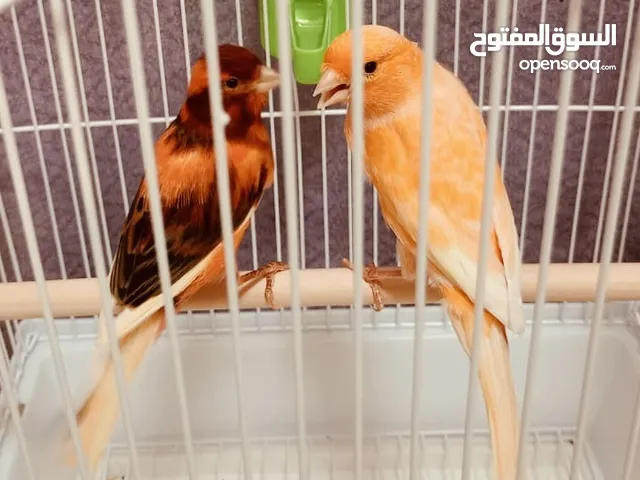 كناري موزاييك الماني