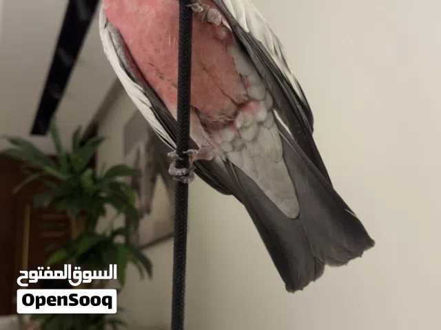 كوكاتو قالا