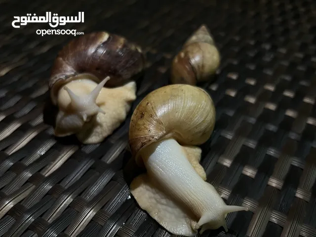 White African Snails
