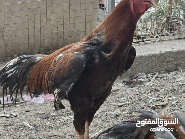 ديوجة هنديات