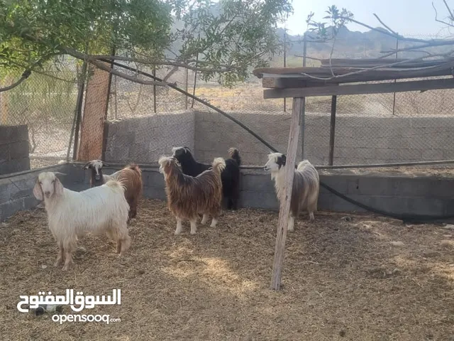 جداية مخصاية