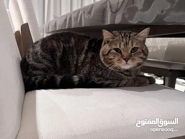 قطة للبيع  بريتش