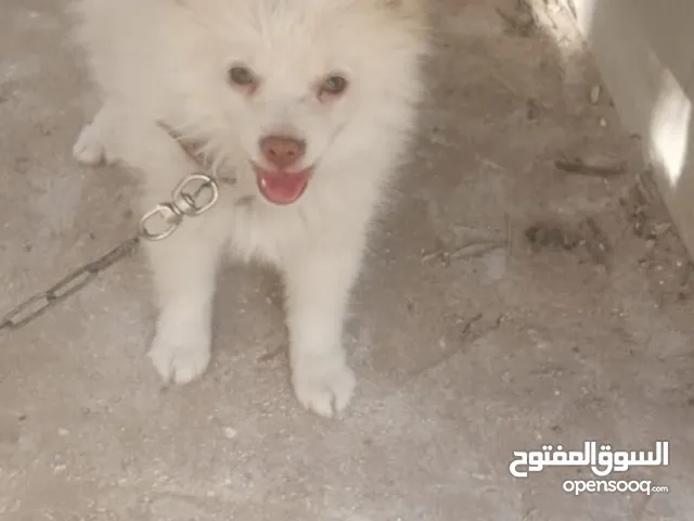 بورمينان العمر 3 شهور تتواصل ع رقم
