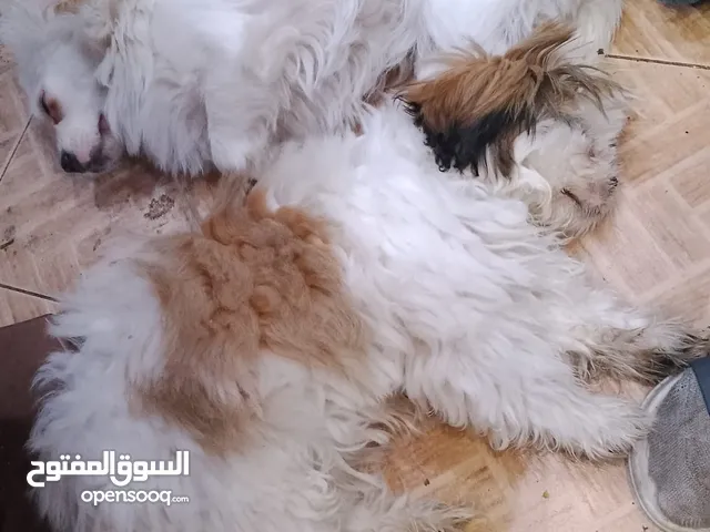 كلب مفقود النوع مني شتزو اللون ابيض وبني العمر 4 شهور في حال العثور الرجاء التواصل