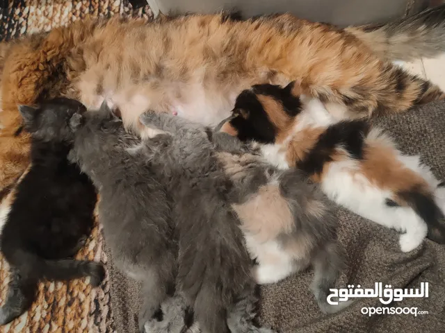 قطة مكس شيرازي حنونة وهادية فطمت الكتنز عمرهم شهر ونص فقط الام للتبني الموقع طبربور