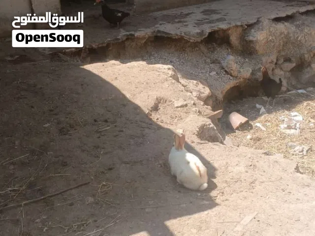 ارانب للبيع