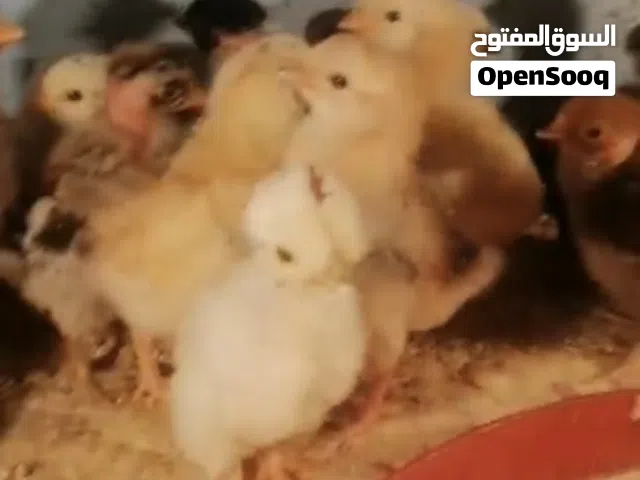 افراخ للبيع