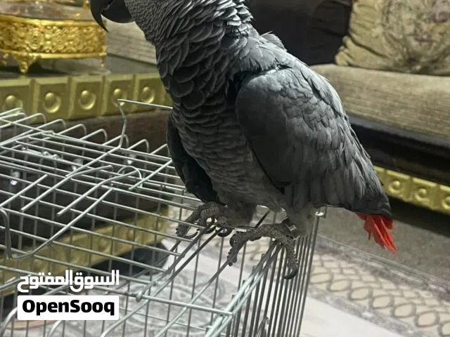 بسم الله ماشالله حبه كاسكو بصلاتو على النبي