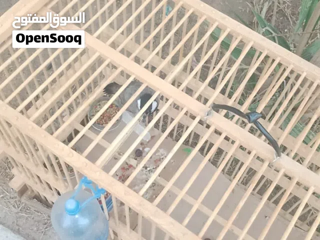بلبل فول موصفات (اليف) للبيع