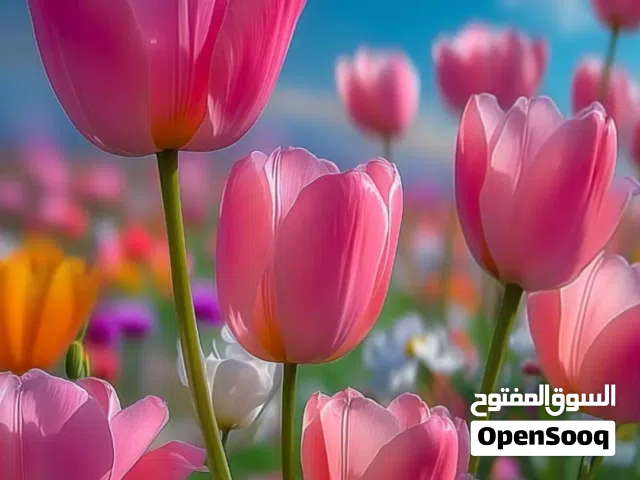2009 هيونداي النترا Limited