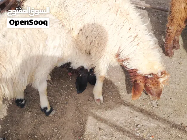 خرفان للبيع