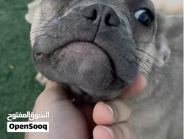 أنثى بيتبول من المستويات القويه