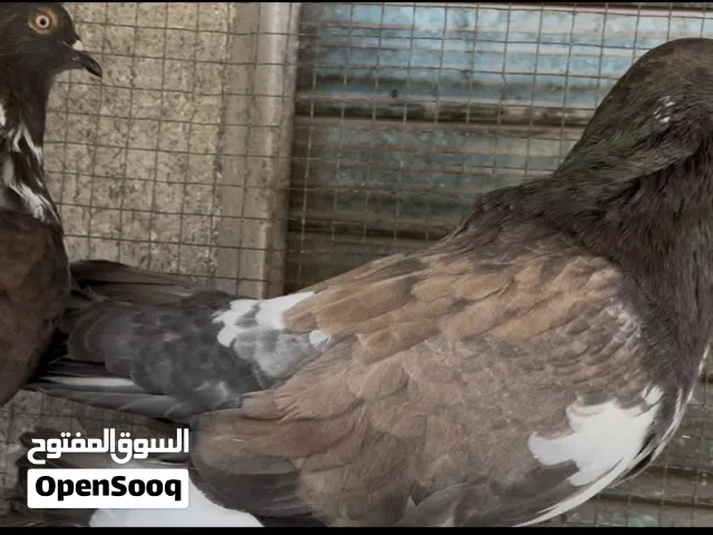 جوز مالطي للبيع