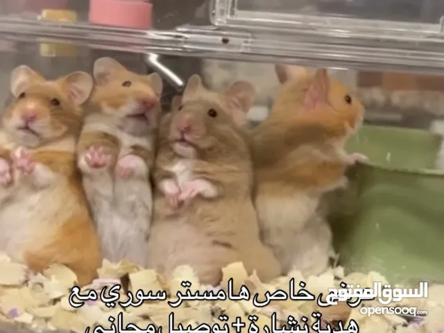 متوفر هامستر سوري اللوان جميله