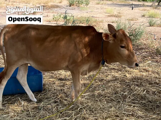عجاله اثنين البيع