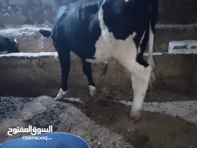 بكير تحت الفحل العمر 13شهر