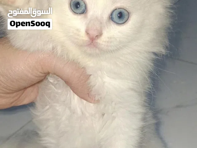 قطط شيرازي للبيع في محافظة إب