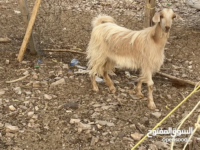 تيوسه للبيع حلال طيب سمنه ممتازه ماشاءالله .