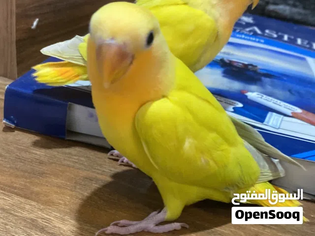 فروخ روز للبيع هدد داخلي و خارجي