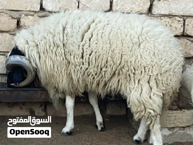 كبش وطني ممتاز