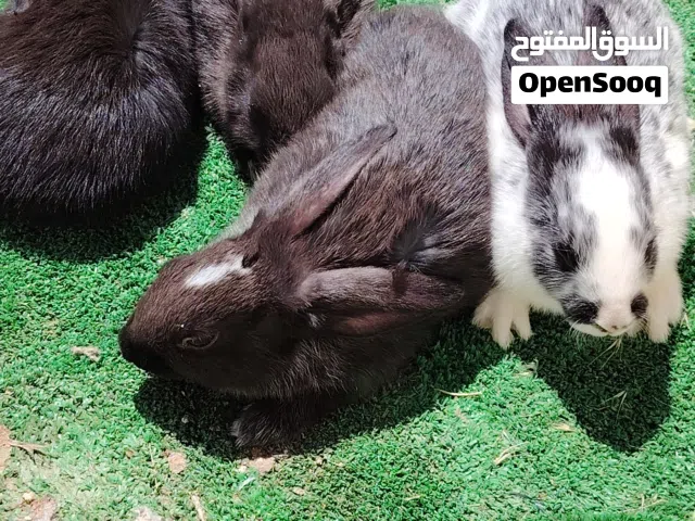 ارانب للبيع فرنسي اقرأ الاعلان او الوصف