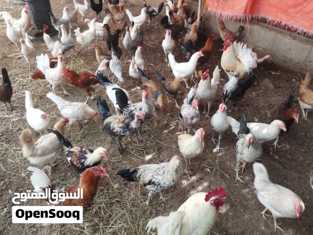 للبيع دواجن محلي كبار منتجات
