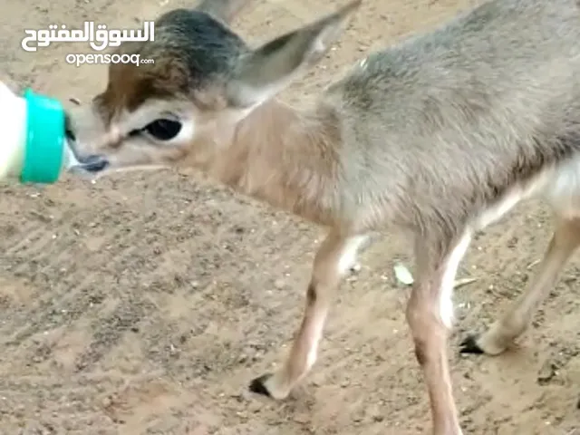 غزال الدماني العربي