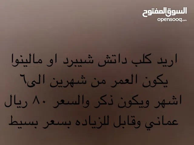 اريد كلب داتش شيبرد او مالينوا