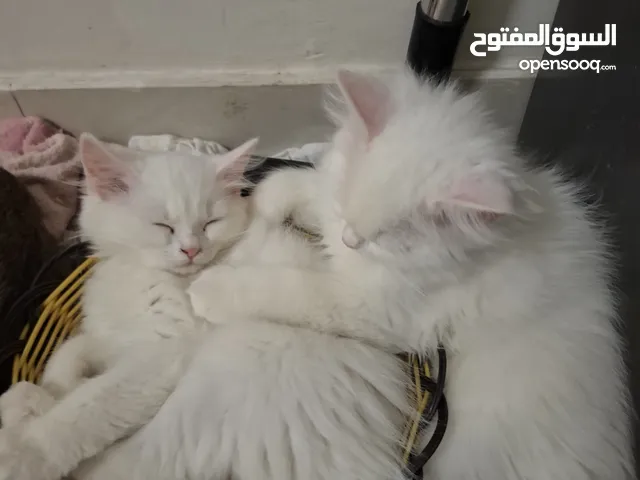 parsian kitten very playful