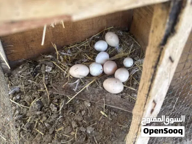بيض محلي انتاج مزرعه متوفر ب كميه الاسبوعية