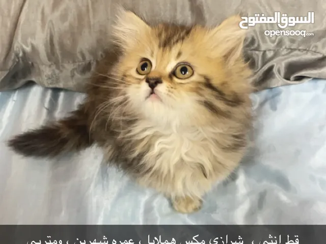 قطط للبيع اشكال حلوه هملايا و شرازي صغار