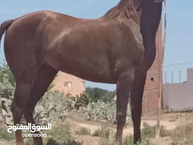 مطلوب فرس ساغ سلم عشار اقرأ الوصف تحت تكون كوم عقل نعجة ارتفاع جهامه صحه ساغ سلم
