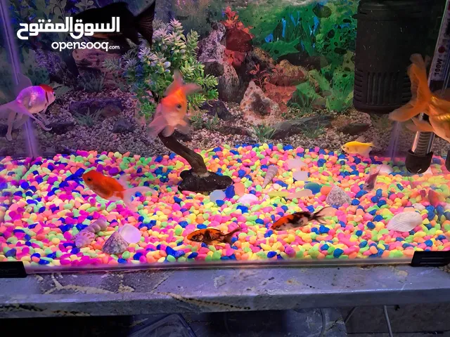 حوض اسماك زينه