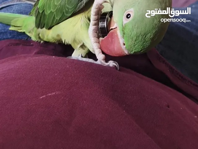 ببغاء كساندرا ذكر اليف متكلم بحكي كوكو حبيبي وقايل للتعلم الطير ذكي جدا ما بطلع على الايد بدو متابعه