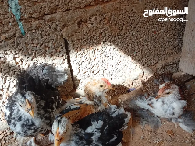 أربعة طروف ديك وعتوقتين استرالي وديك هجين استرالي وبرهمي لحية الله يبارك