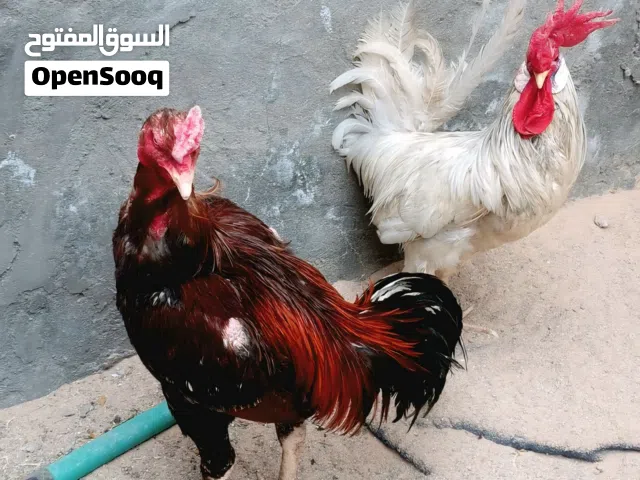 السلام عليكم ديوجه للبيع ثنين عربيات وواحد هراتي