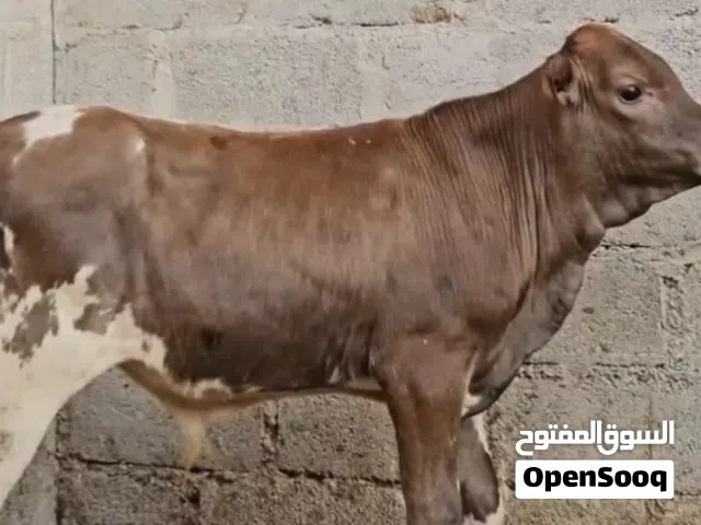 عجل ضفاري عمره7 شهور