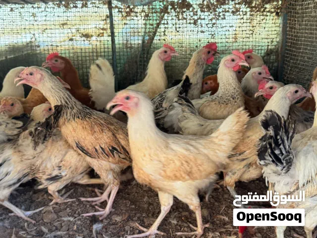 فروخ عماني فرنسي (تهجين) اقرا الوصف