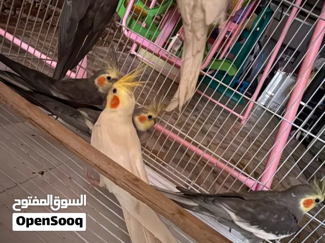 طيور للبيع