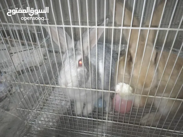 للبيع جوز ارانب ب 10 دنانير