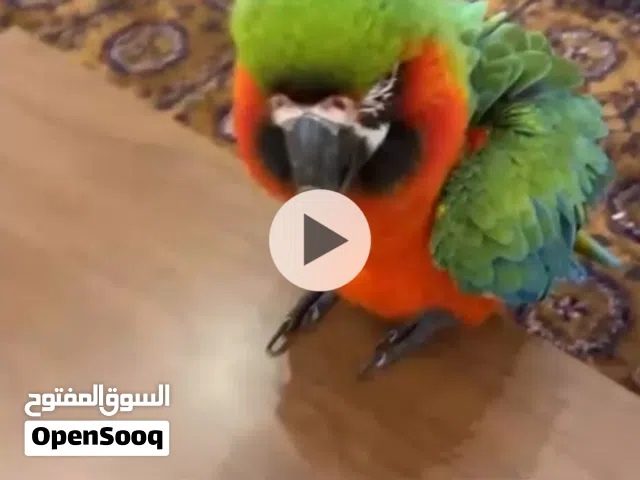 مكاو هاركوين
