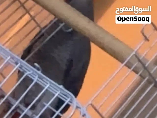 ببغاء كاسكو متكلم وأليف