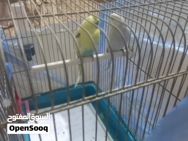 عصافير حب للبيع
