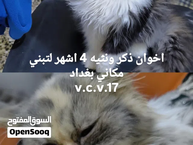 قطط 2 اخوان لتبني بغداد فقط