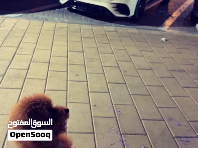 كلب بودل عمره سنتين جميل اليف مع الاطفال و حبوب