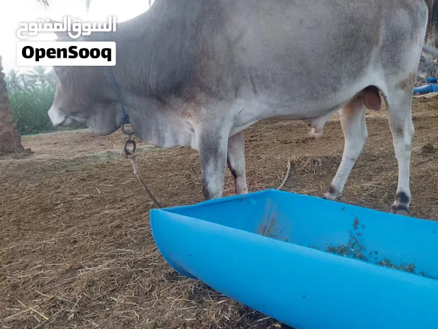 ثور اثيوبي تربية مزارع